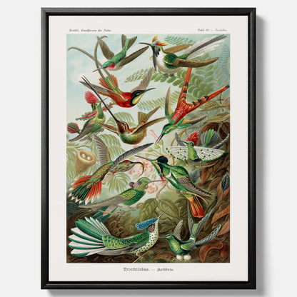 Vintageposter på canvas med illustrationer av kolibrier ritad av tyska biologen Ernst Haeckel år 1927