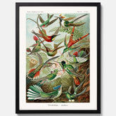 Vintageposter med illustrationer av kolibrier ritad av tyska biologen Ernst Haeckel år 1904
