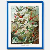 Vintageposter med illustrationer av kolibrier ritad av tyska biologen Ernst Haeckel år 1905