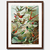 Vintageposter med illustrationer av kolibrier ritad av tyska biologen Ernst Haeckel år 1906