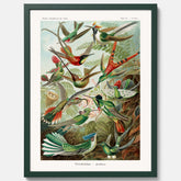 Vintageposter med illustrationer av kolibrier ritad av tyska biologen Ernst Haeckel år 1907