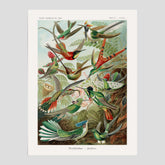 Vintageposter med illustrationer av kolibrier ritad av tyska biologen Ernst Haeckel år 1909