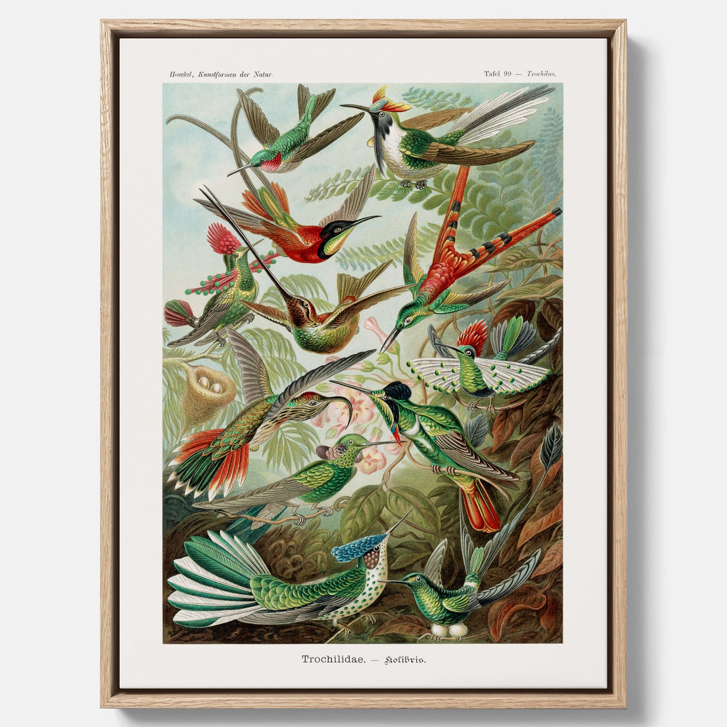 Vintageposter på canvas med illustrationer av kolibrier ritad av tyska biologen Ernst Haeckel år 1927
