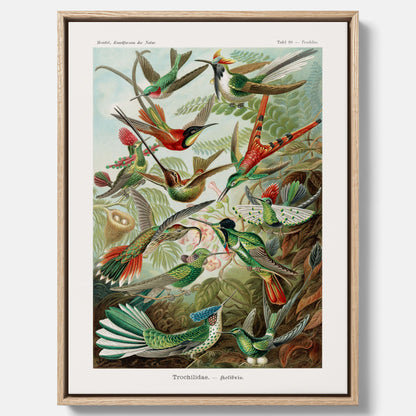 Vintageposter på canvas med illustrationer av kolibrier ritad av tyska biologen Ernst Haeckel år 1927