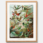 Vintageposter med illustrationer av kolibrier ritad av tyska biologen Ernst Haeckel år 1910
