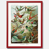 Vintageposter med illustrationer av kolibrier ritad av tyska biologen Ernst Haeckel år 1913