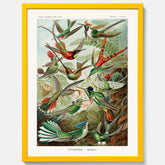 Vintageposter med illustrationer av kolibrier ritad av tyska biologen Ernst Haeckel år 1915