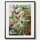 Vintageposter på canvas med illustrationer av kolibrier ritad av tyska biologen Ernst Haeckel år 1927