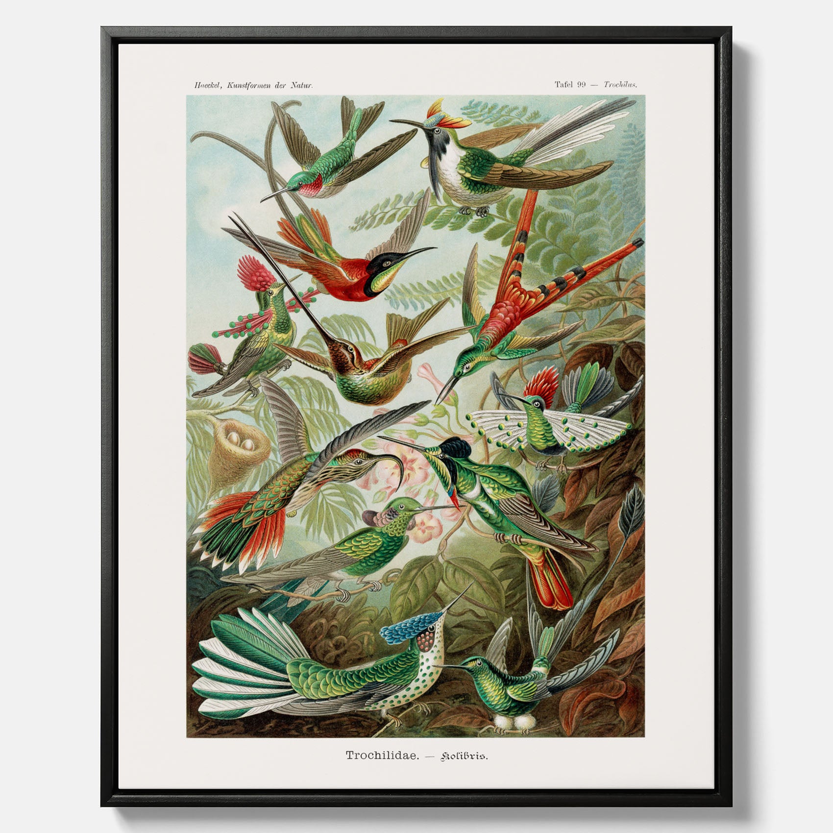 Vintageposter på canvas med illustrationer av kolibrier ritad av tyska biologen Ernst Haeckel år 1927