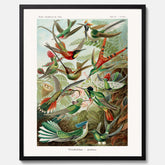 Vintageposter med illustrationer av kolibrier ritad av tyska biologen Ernst Haeckel år 1916