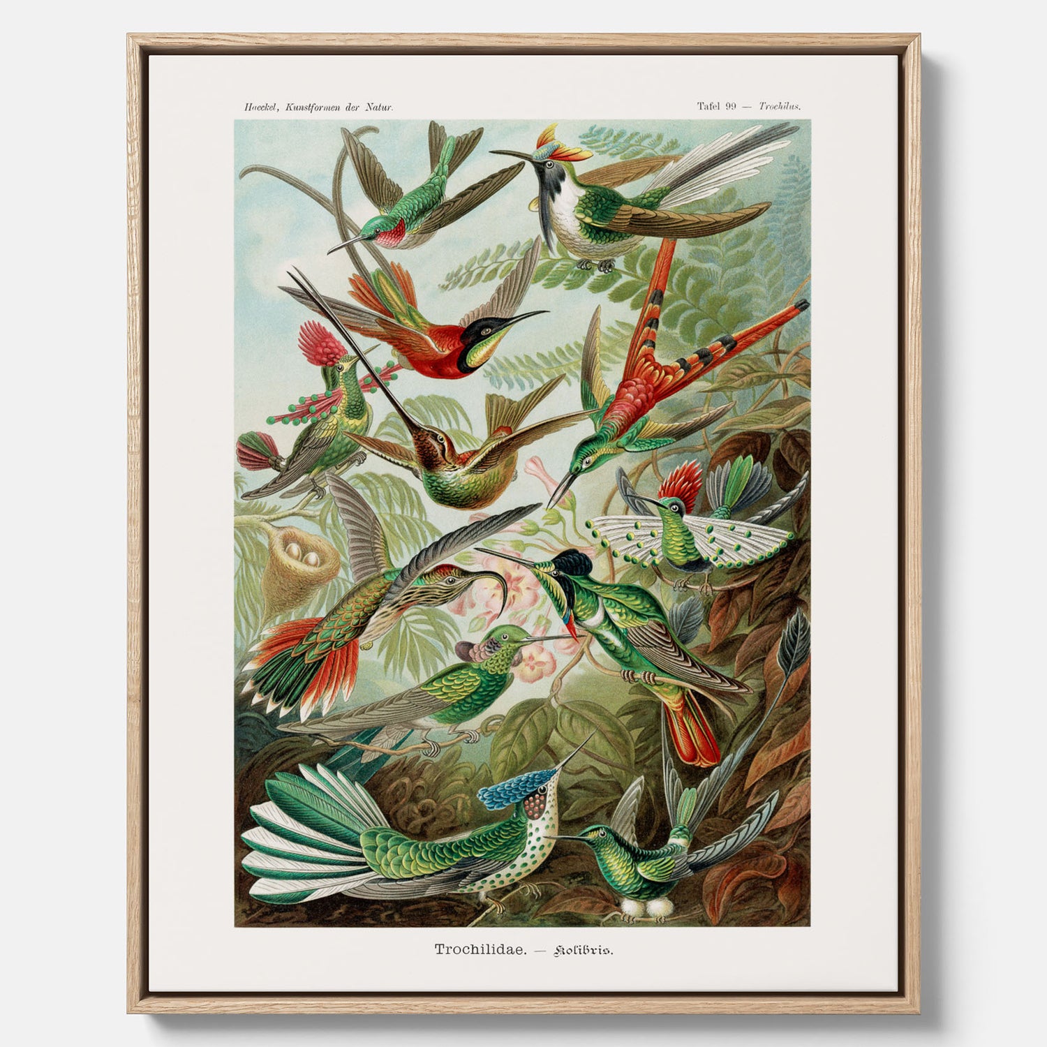 Vintageposter på canvas med illustrationer av kolibrier ritad av tyska biologen Ernst Haeckel år 1927