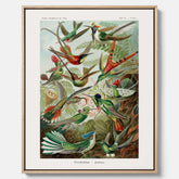 Vintageposter på canvas med illustrationer av kolibrier ritad av tyska biologen Ernst Haeckel år 1927