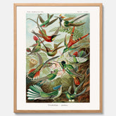 Vintageposter med illustrationer av kolibrier ritad av tyska biologen Ernst Haeckel år 1919