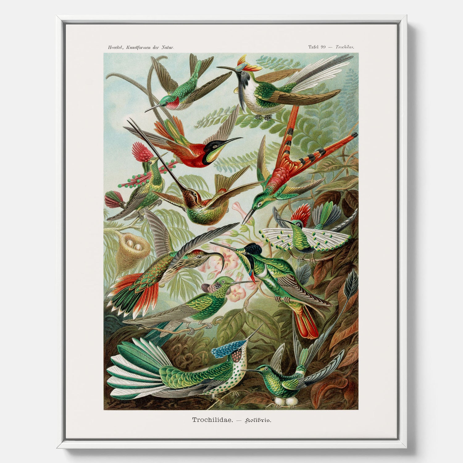 Vintageposter på canvas med illustrationer av kolibrier ritad av tyska biologen Ernst Haeckel år 1927