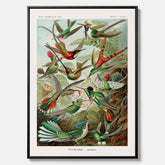 Vintageposter på canvas med illustrationer av kolibrier ritad av tyska biologen Ernst Haeckel år 1927