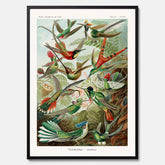 Vintageposter med illustrationer av kolibrier ritad av tyska biologen Ernst Haeckel år 1921