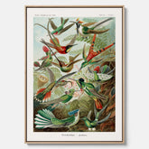 Vintageposter på canvas med illustrationer av kolibrier ritad av tyska biologen Ernst Haeckel år 1927