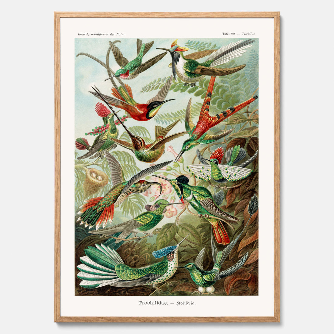 Vintageposter med illustrationer av kolibrier ritad av tyska biologen Ernst Haeckel år 1927