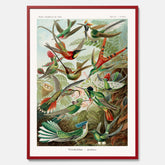 Vintageposter med illustrationer av kolibrier ritad av tyska biologen Ernst Haeckel år 1930