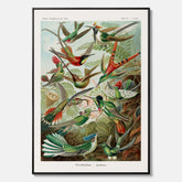 Vintageposter på canvas med illustrationer av kolibrier ritad av tyska biologen Ernst Haeckel år 1927