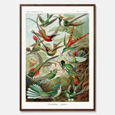 Vintageposter med illustrationer av kolibrier ritad av tyska biologen Ernst Haeckel år 1935