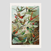 Vintageposter med illustrationer av kolibrier ritad av tyska biologen Ernst Haeckel år 1938
