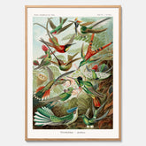 Vintageposter med illustrationer av kolibrier ritad av tyska biologen Ernst Haeckel år 1939