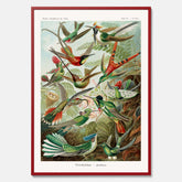 Vintageposter med illustrationer av kolibrier ritad av tyska biologen Ernst Haeckel år 1942