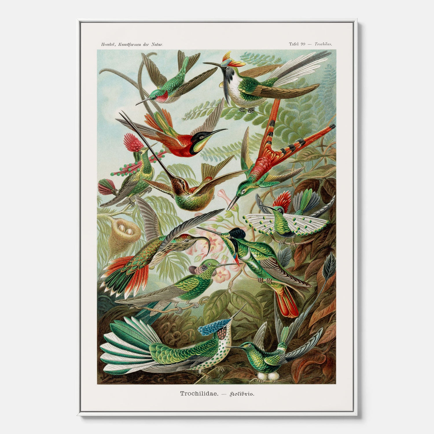 Vintageposter på canvas med illustrationer av kolibrier ritad av tyska biologen Ernst Haeckel år 1927