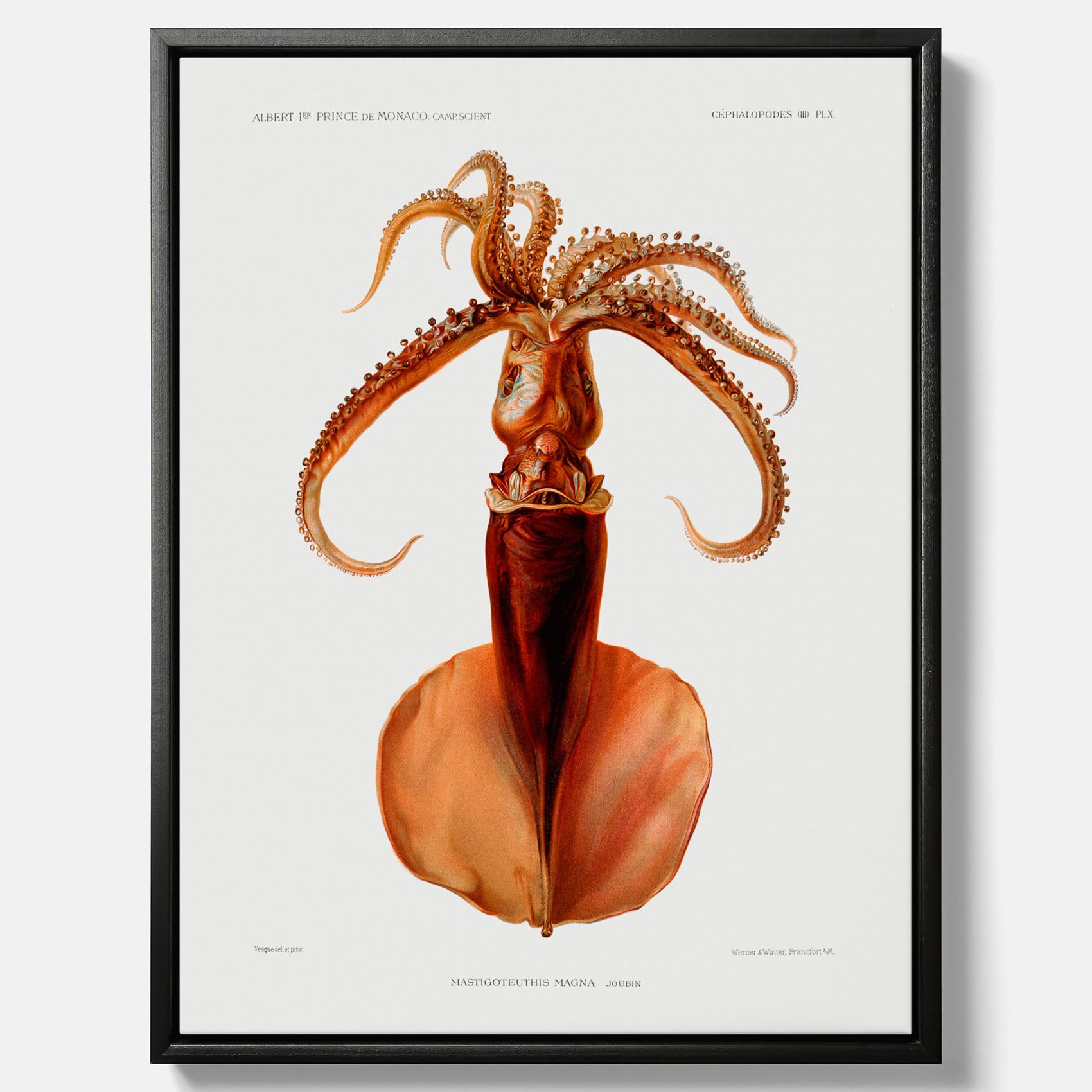 Kökstavla på canvas med en bläckfisk, vintageposter med en illustration av en bläckfisk från boken "Résultats des campagnes scientifiques du prince de Monaco"