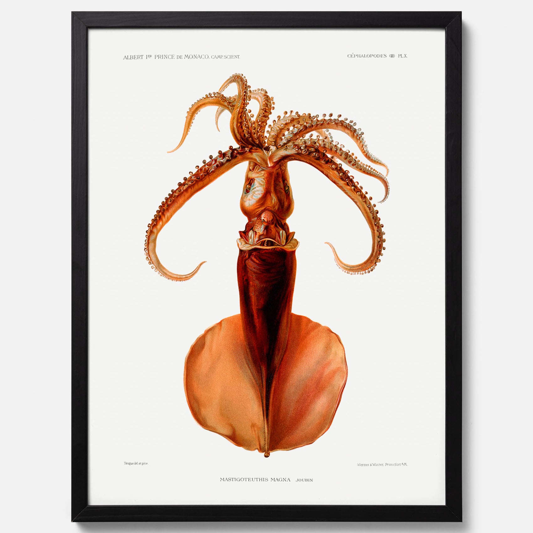 Kökstavla med en bläckfisk, vintageposter med en illustration av en bläckfisk från boken &quot;Résultats des campagnes scientifiques du prince de Monaco&quot;