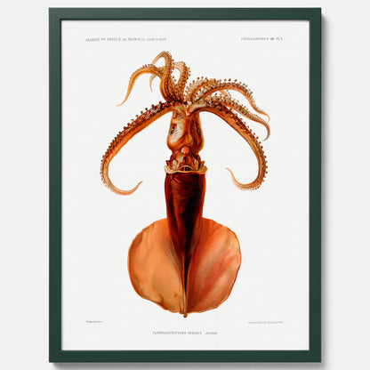 Kökstavla med en bläckfisk, vintageposter med en illustration av en bläckfisk från boken &quot;Résultats des campagnes scientifiques du prince de Monaco&quot;