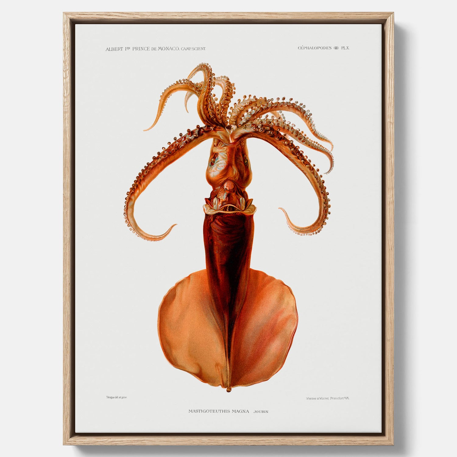 Kökstavla på canvas med en bläckfisk, vintageposter med en illustration av en bläckfisk från boken "Résultats des campagnes scientifiques du prince de Monaco"