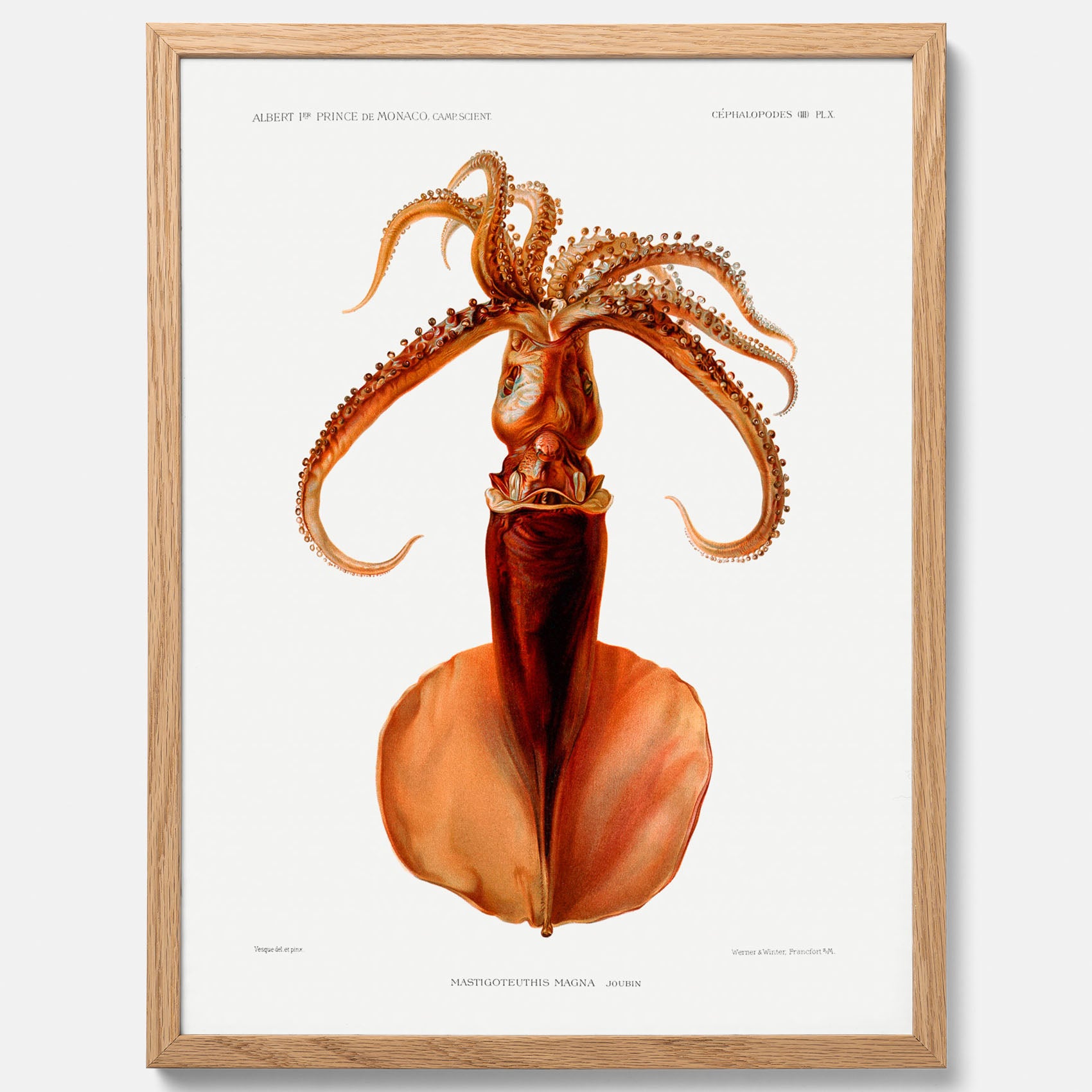 Kökstavla med en bläckfisk, vintageposter med en illustration av en bläckfisk från boken &quot;Résultats des campagnes scientifiques du prince de Monaco&quot;