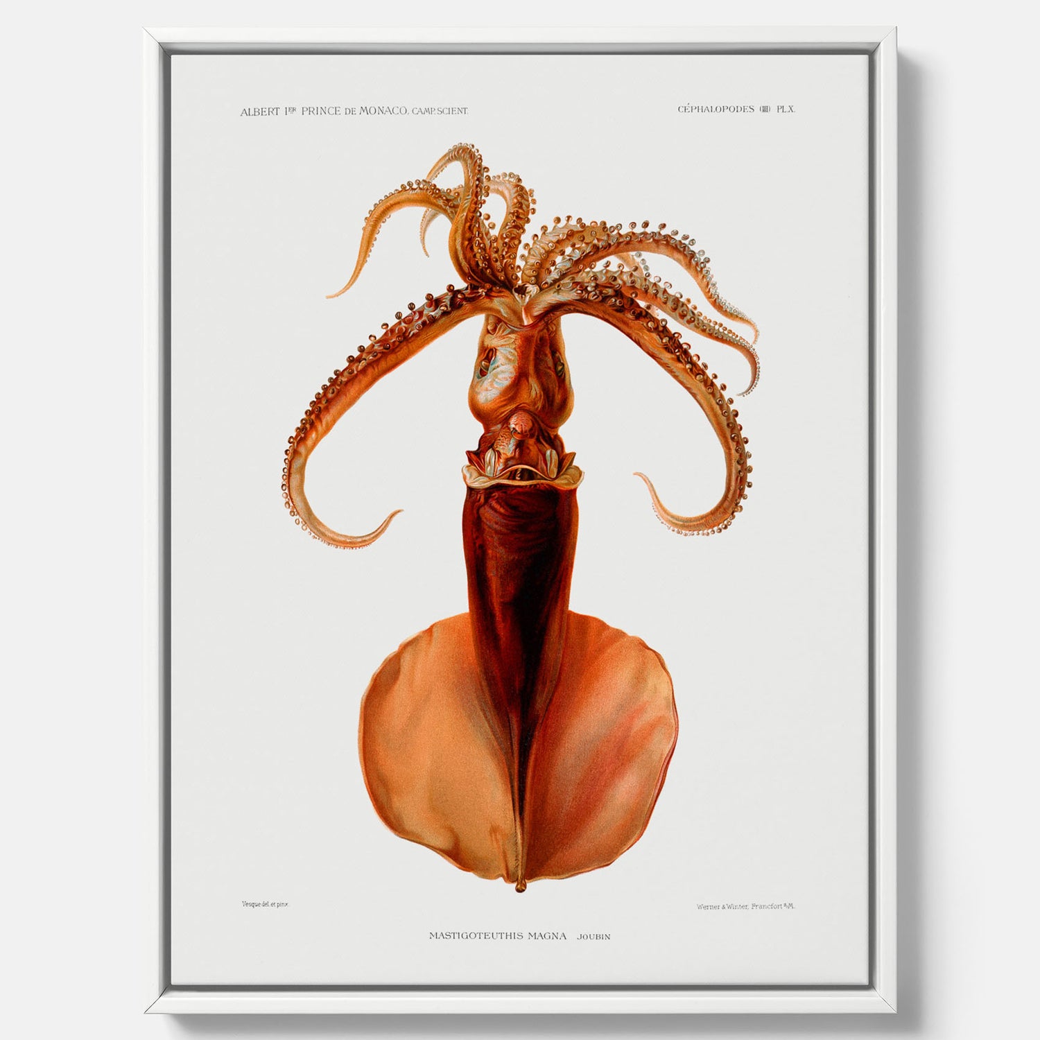 Kökstavla på canvas med en bläckfisk, vintageposter med en illustration av en bläckfisk från boken "Résultats des campagnes scientifiques du prince de Monaco"