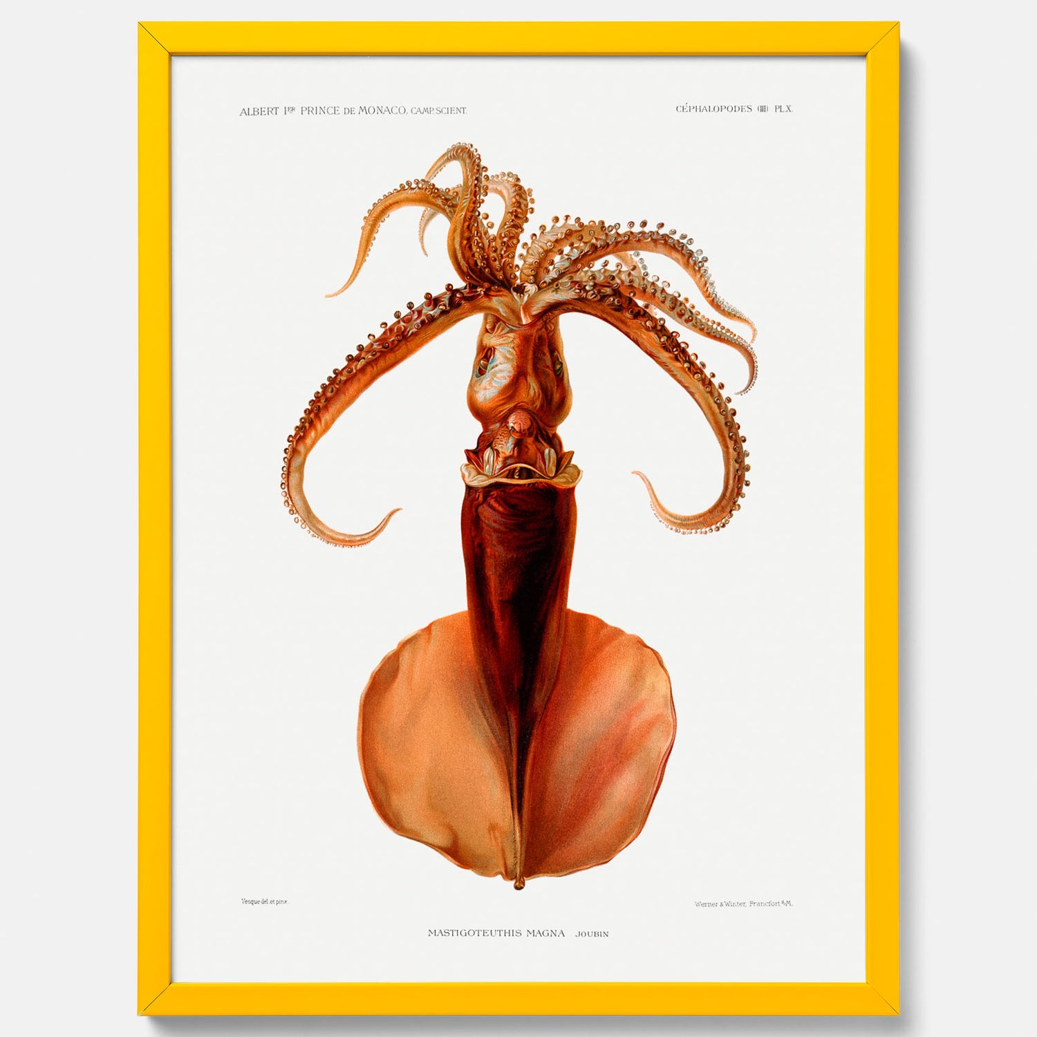 Kökstavla med en bläckfisk, vintageposter med en illustration av en bläckfisk från boken &quot;Résultats des campagnes scientifiques du prince de Monaco&quot;