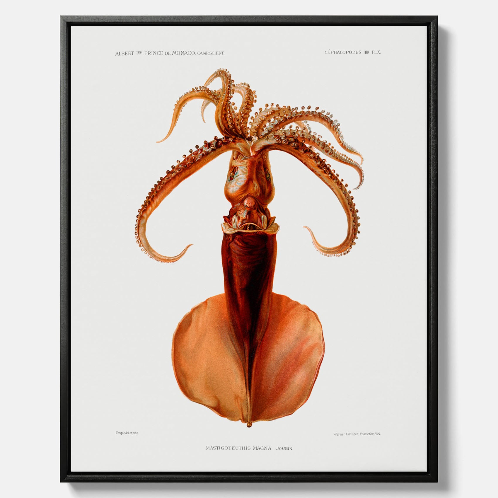 Kökstavla på canvas med en bläckfisk, vintageposter med en illustration av en bläckfisk från boken "Résultats des campagnes scientifiques du prince de Monaco"