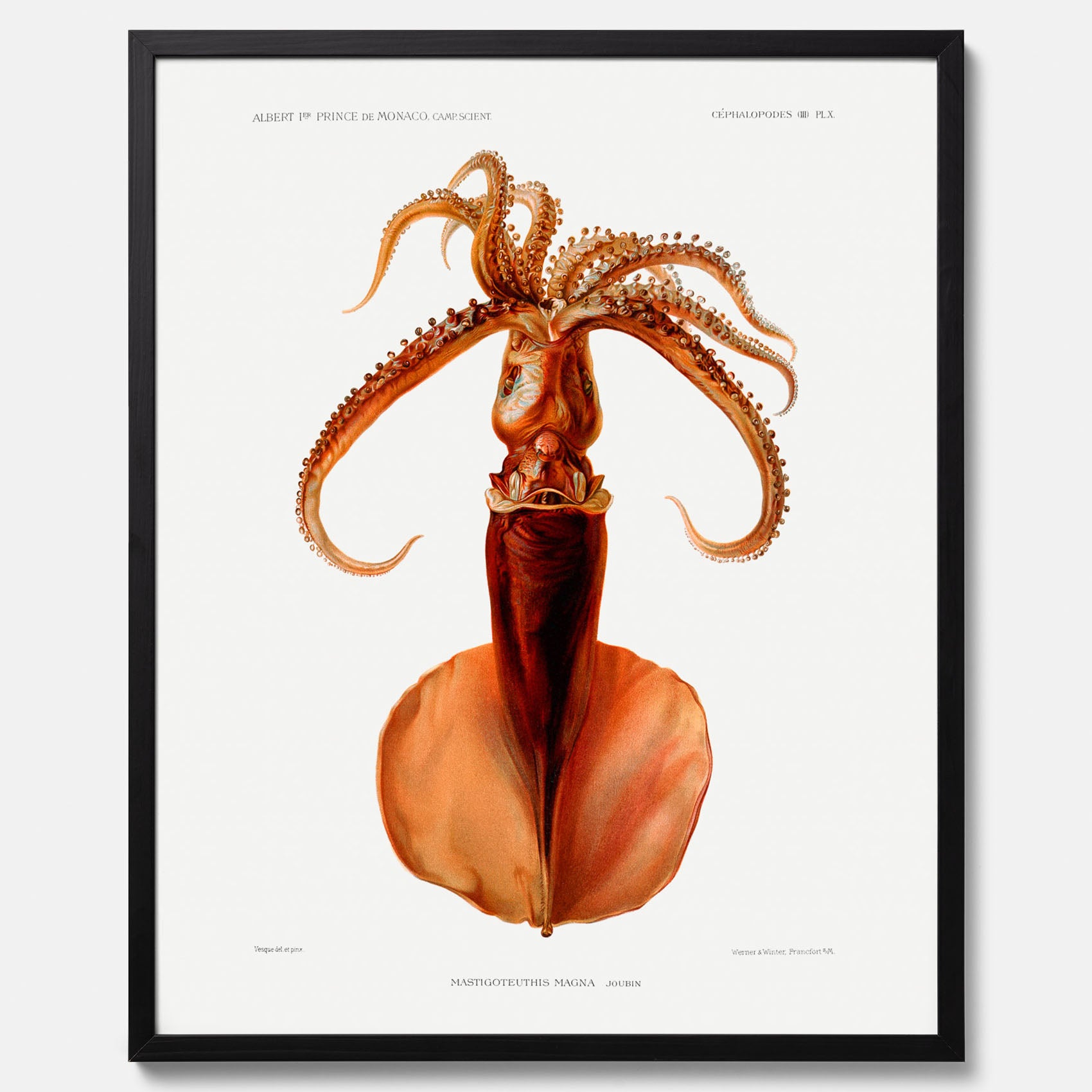 Kökstavla med en bläckfisk, vintageposter med en illustration av en bläckfisk från boken &quot;Résultats des campagnes scientifiques du prince de Monaco&quot;