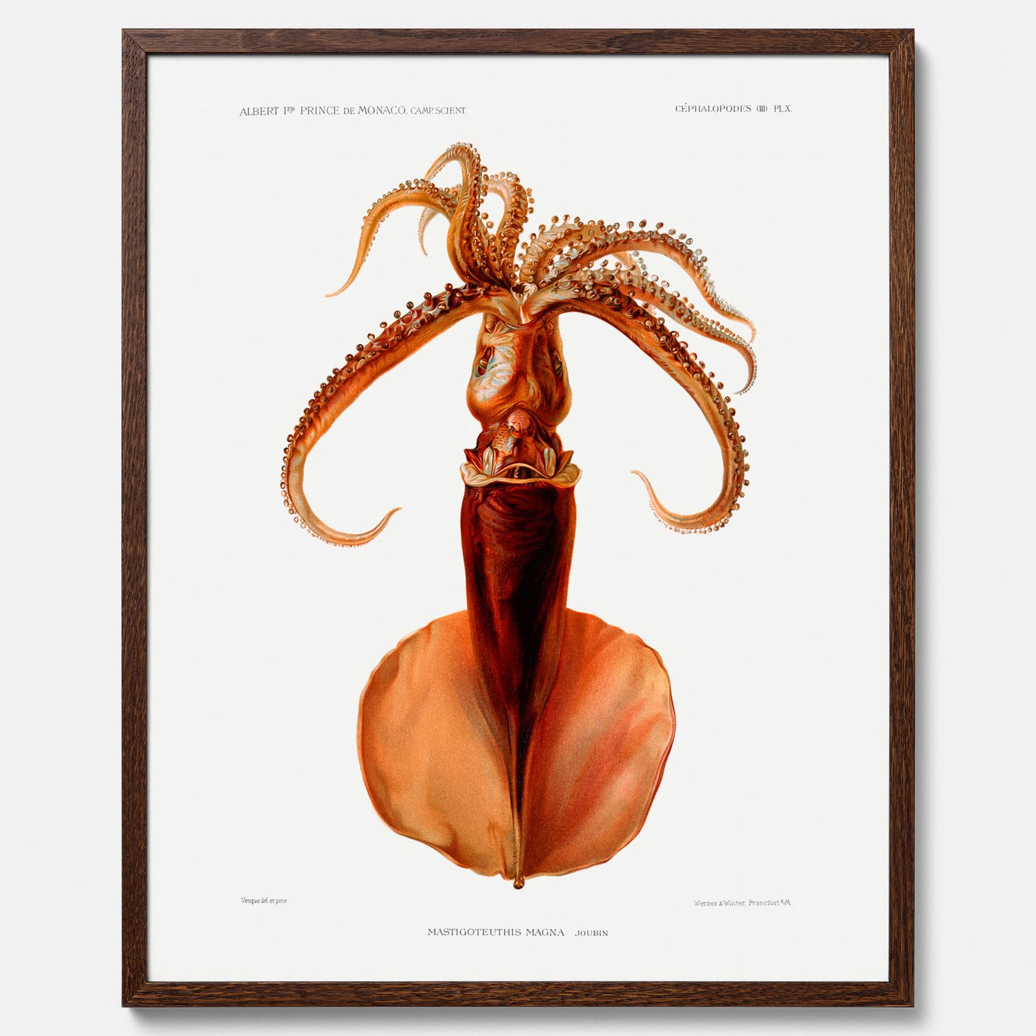 Kökstavla med en bläckfisk, vintageposter med en illustration av en bläckfisk från boken &quot;Résultats des campagnes scientifiques du prince de Monaco&quot;