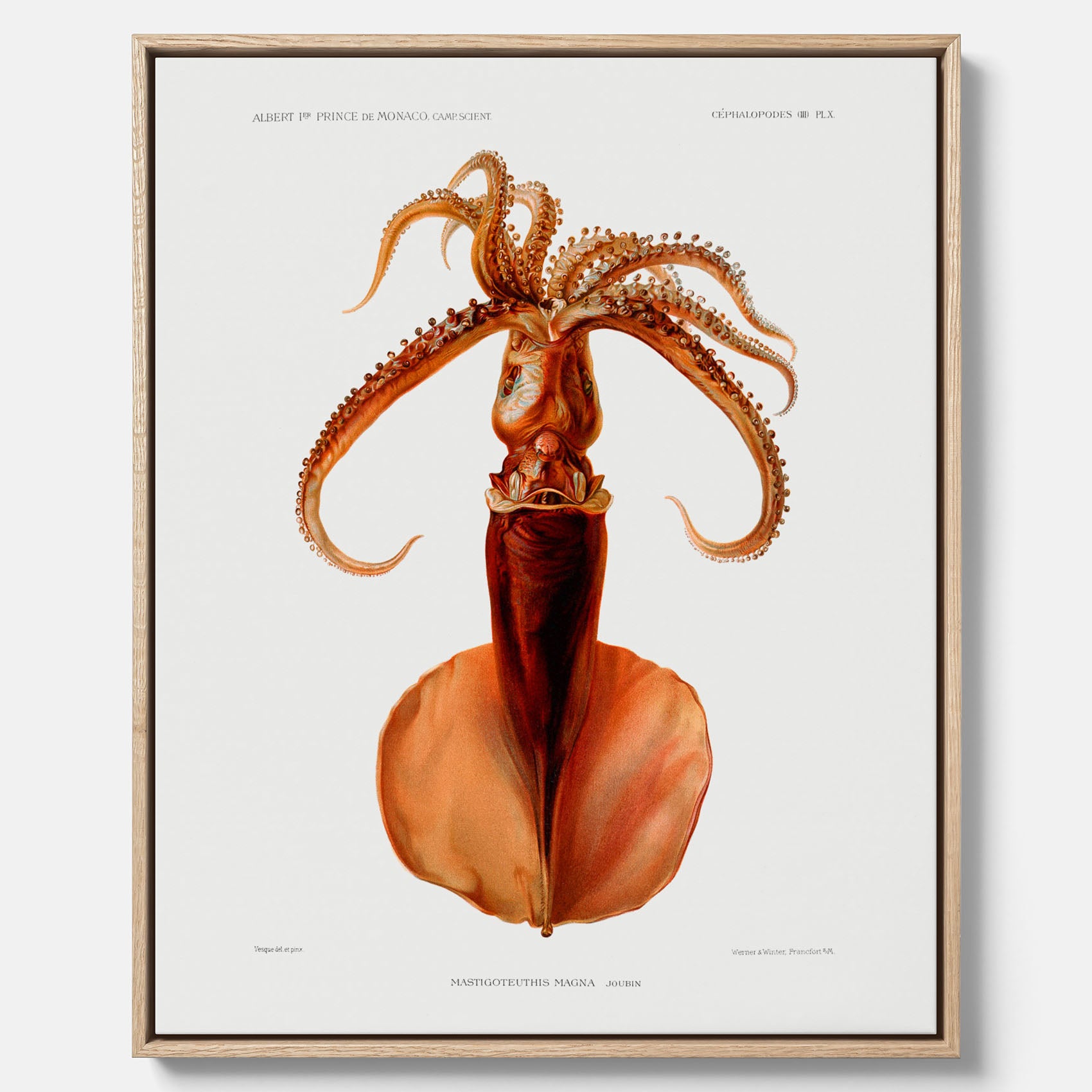 Kökstavla på canvas med en bläckfisk, vintageposter med en illustration av en bläckfisk från boken "Résultats des campagnes scientifiques du prince de Monaco"