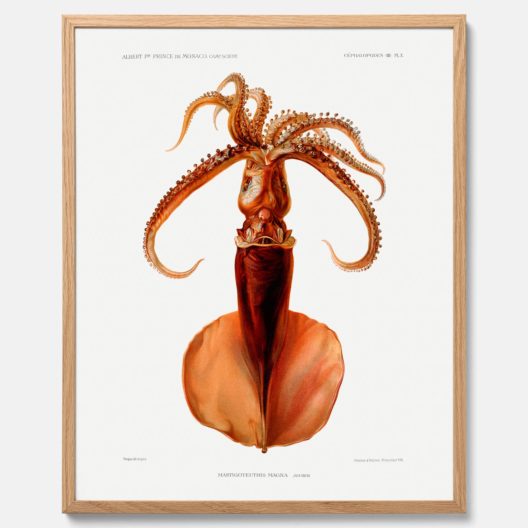Kökstavla med en bläckfisk, vintageposter med en illustration av en bläckfisk från boken &quot;Résultats des campagnes scientifiques du prince de Monaco&quot;