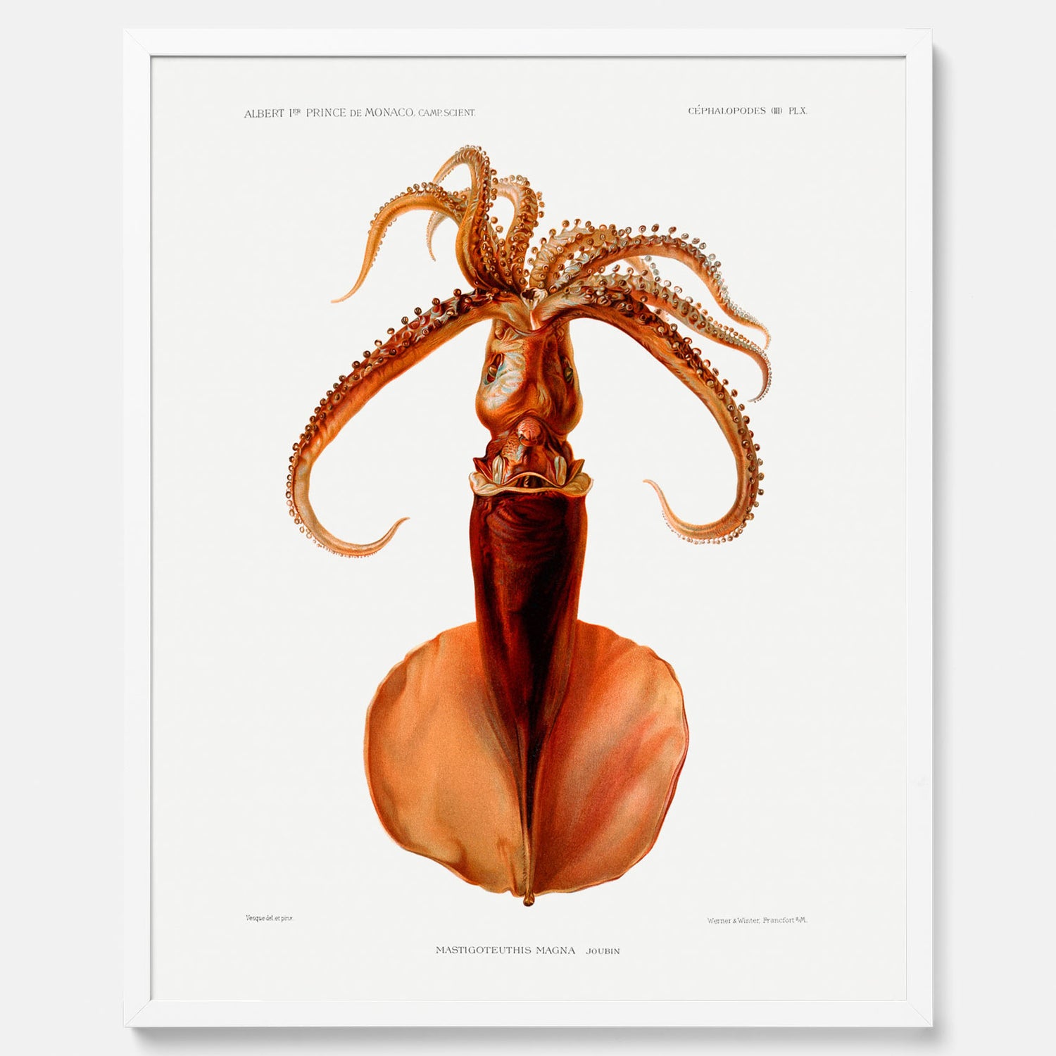 Kökstavla med en bläckfisk, vintageposter med en illustration av en bläckfisk från boken &quot;Résultats des campagnes scientifiques du prince de Monaco&quot;