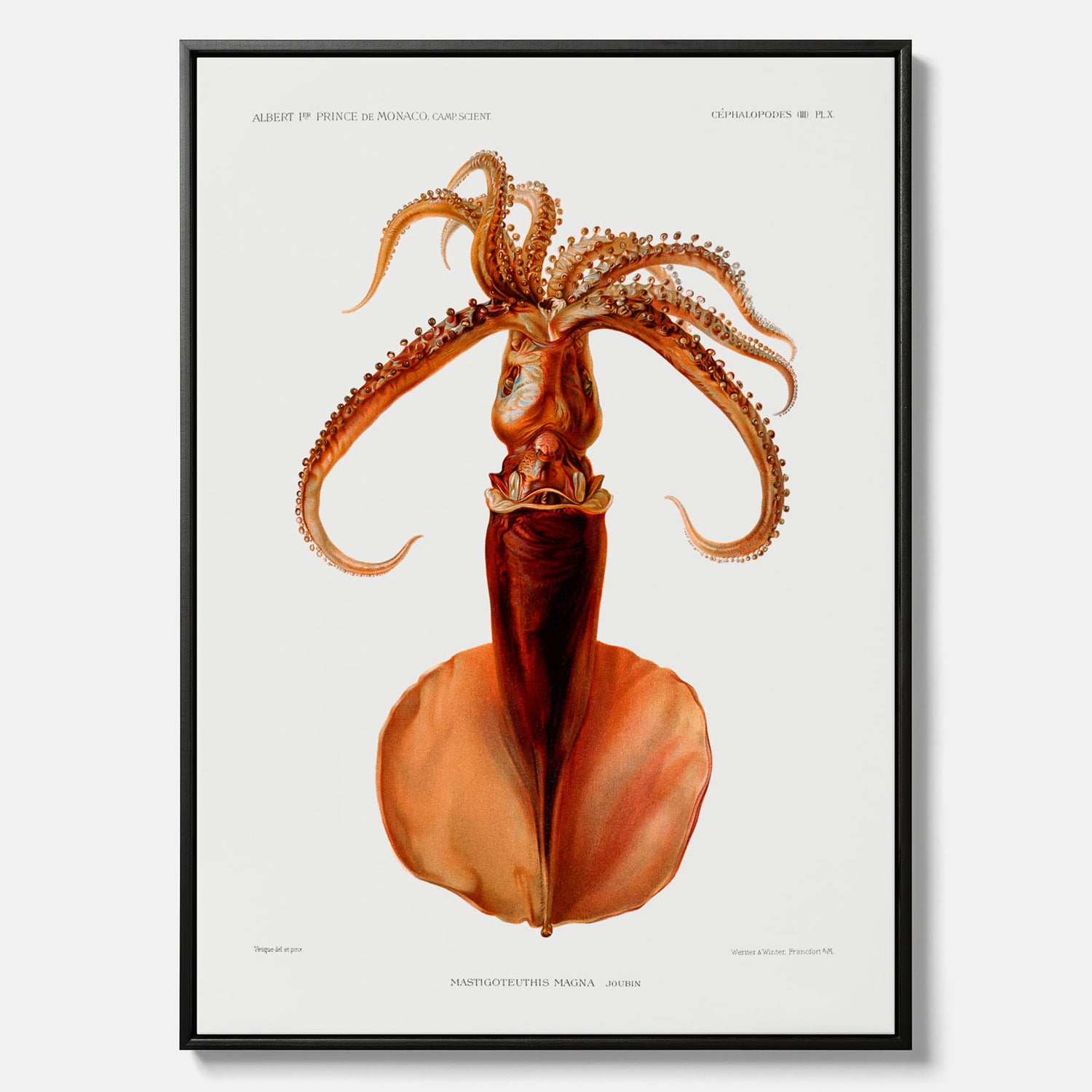 Kökstavla på canvas med en bläckfisk, vintageposter med en illustration av en bläckfisk från boken "Résultats des campagnes scientifiques du prince de Monaco"