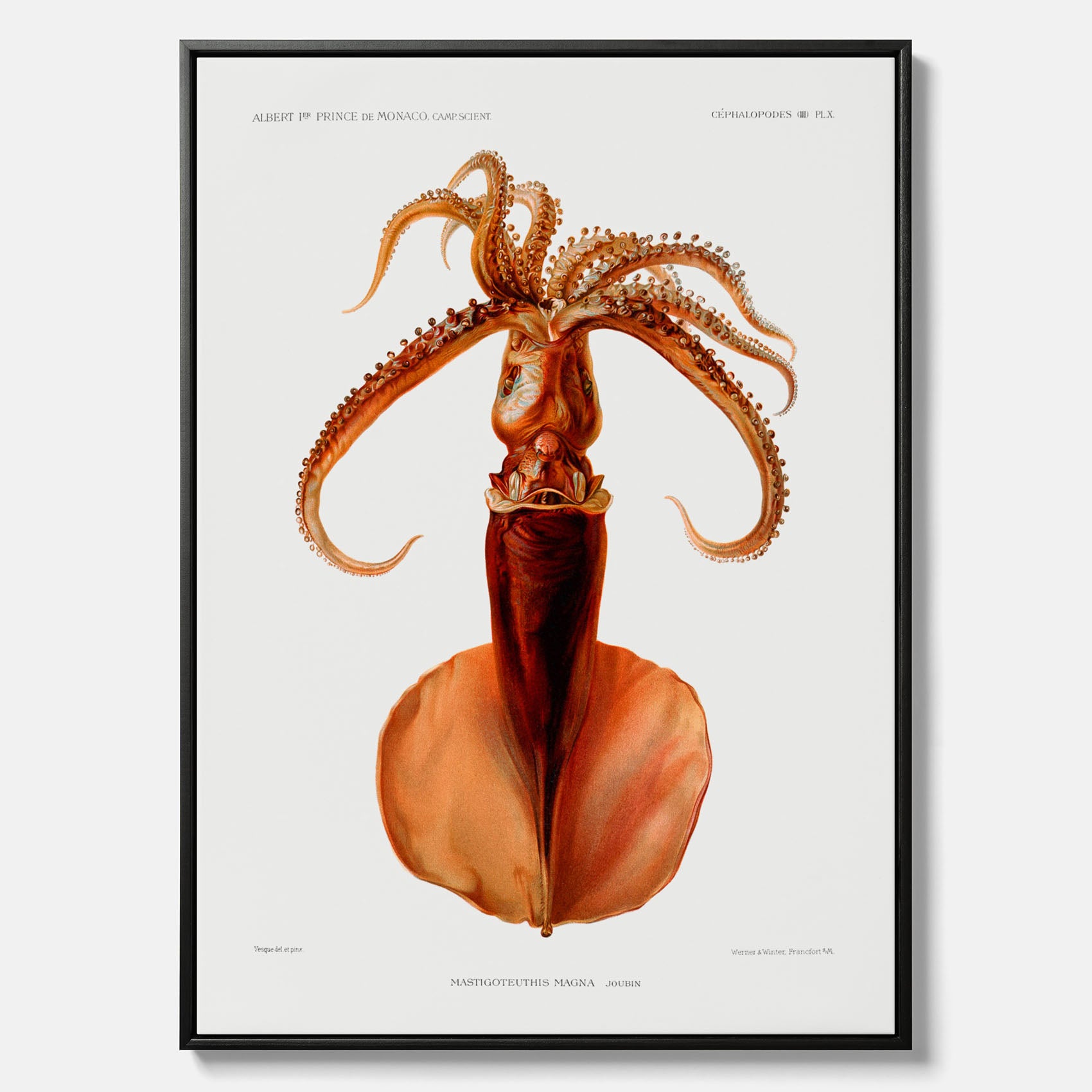 Kökstavla på canvas med en bläckfisk, vintageposter med en illustration av en bläckfisk från boken "Résultats des campagnes scientifiques du prince de Monaco"