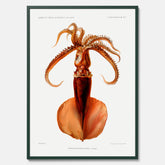 Kökstavla med en bläckfisk, vintageposter med en illustration av en bläckfisk från boken "Résultats des campagnes scientifiques du prince de Monaco"