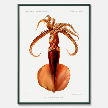 Kökstavla med en bläckfisk, vintageposter med en illustration av en bläckfisk från boken &quot;Résultats des campagnes scientifiques du prince de Monaco&quot;