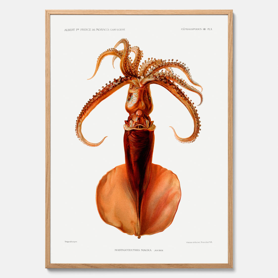 Kökstavla med en bläckfisk, vintageposter med en illustration av en bläckfisk från boken "Résultats des campagnes scientifiques du prince de Monaco"