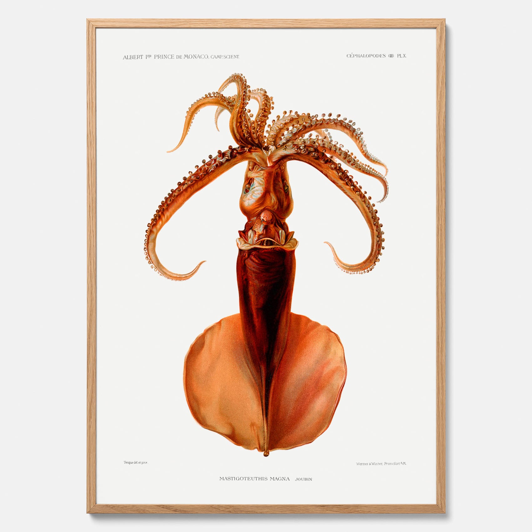 Kökstavla med en bläckfisk, vintageposter med en illustration av en bläckfisk från boken &quot;Résultats des campagnes scientifiques du prince de Monaco&quot;