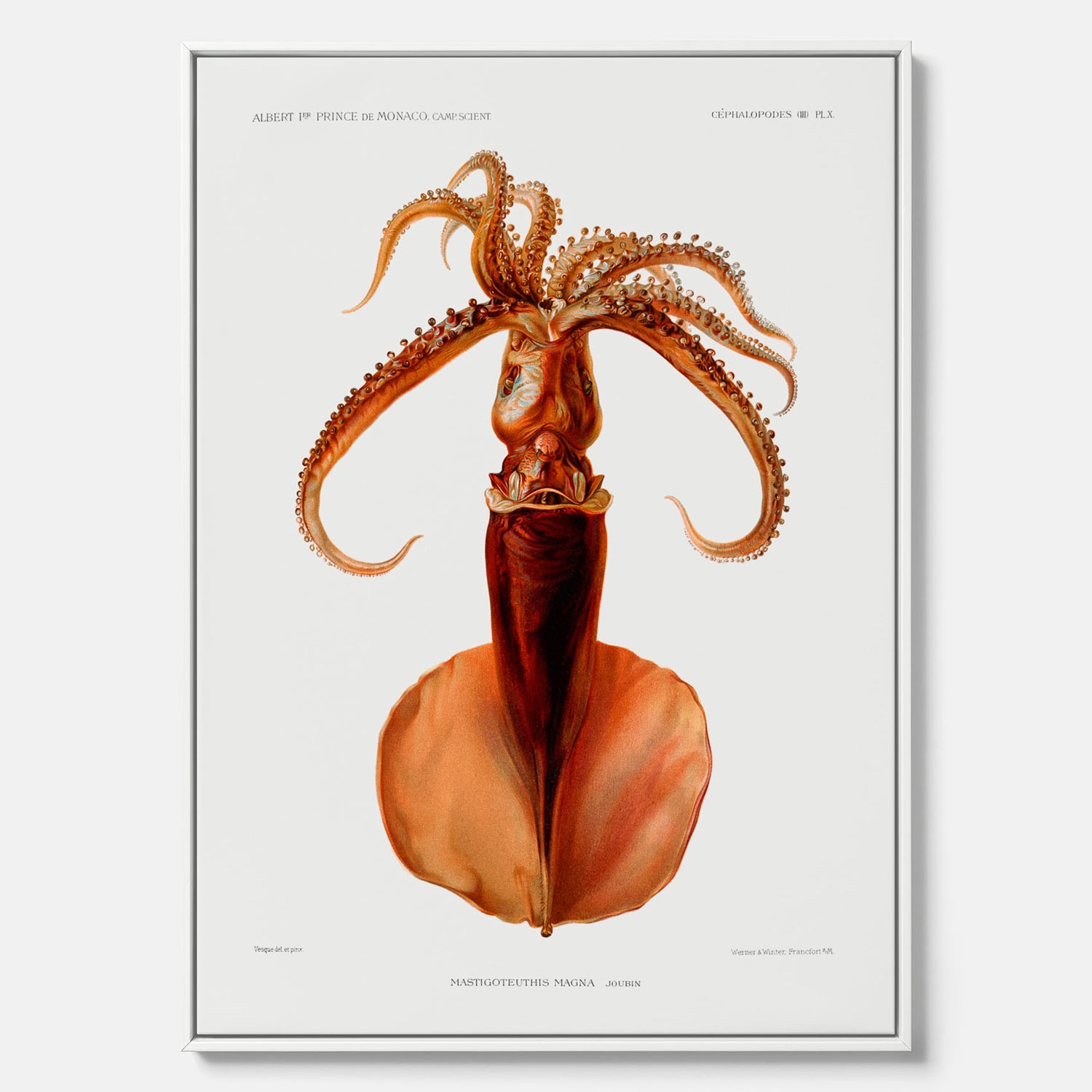Kökstavla på canvas med en bläckfisk, vintageposter med en illustration av en bläckfisk från boken "Résultats des campagnes scientifiques du prince de Monaco"