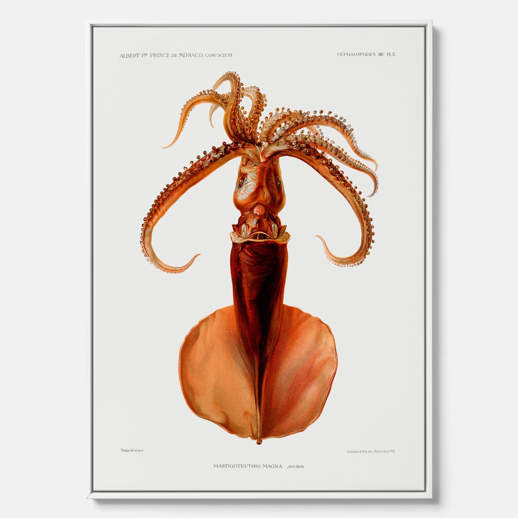 Kökstavla på canvas med en bläckfisk, vintageposter med en illustration av en bläckfisk från boken "Résultats des campagnes scientifiques du prince de Monaco"